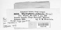 Thelephora palmata image